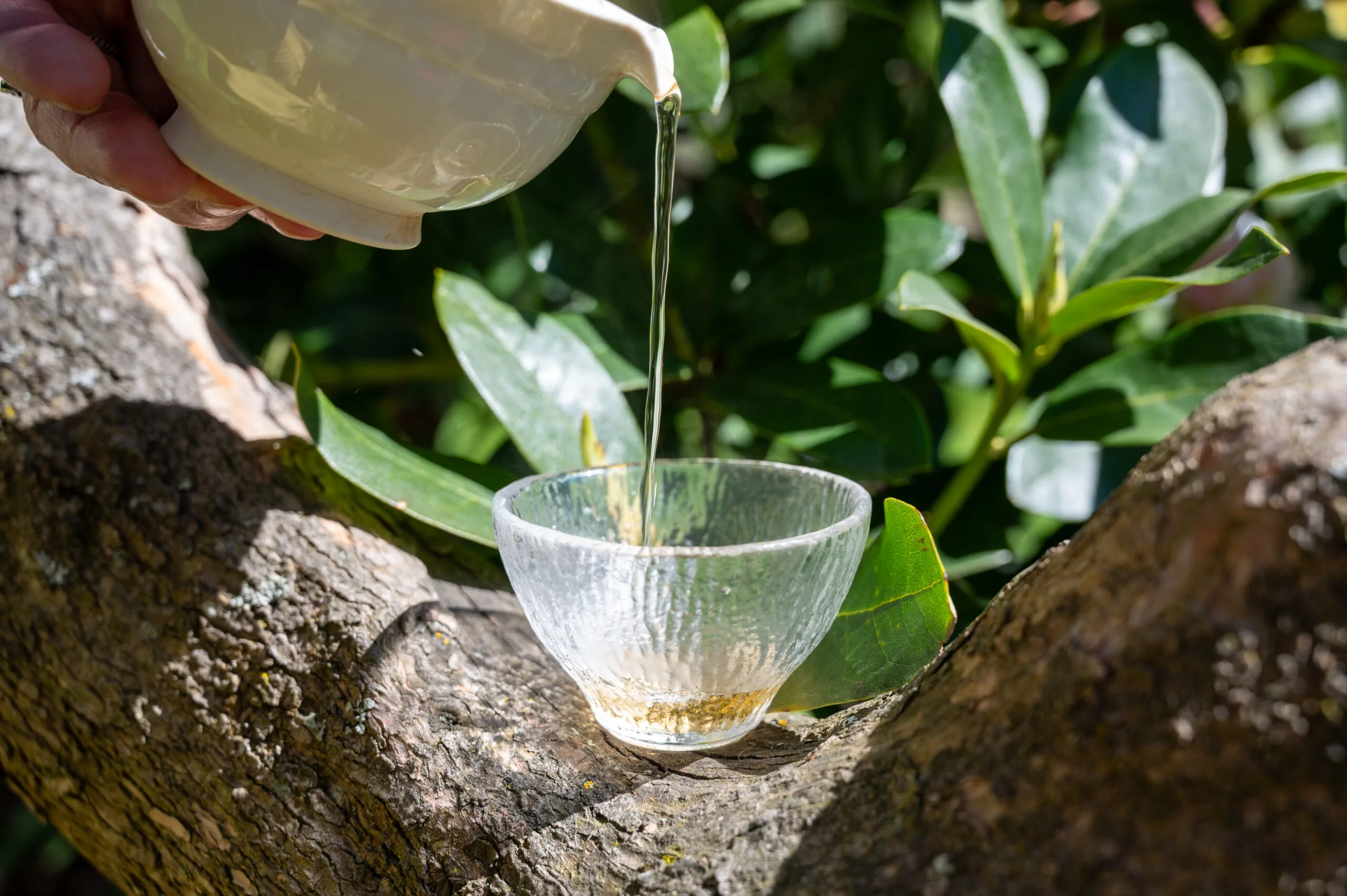 Koushun Uroncha Ichibancha - Oolong první sklizně z Kyushu - Obrázek 5
