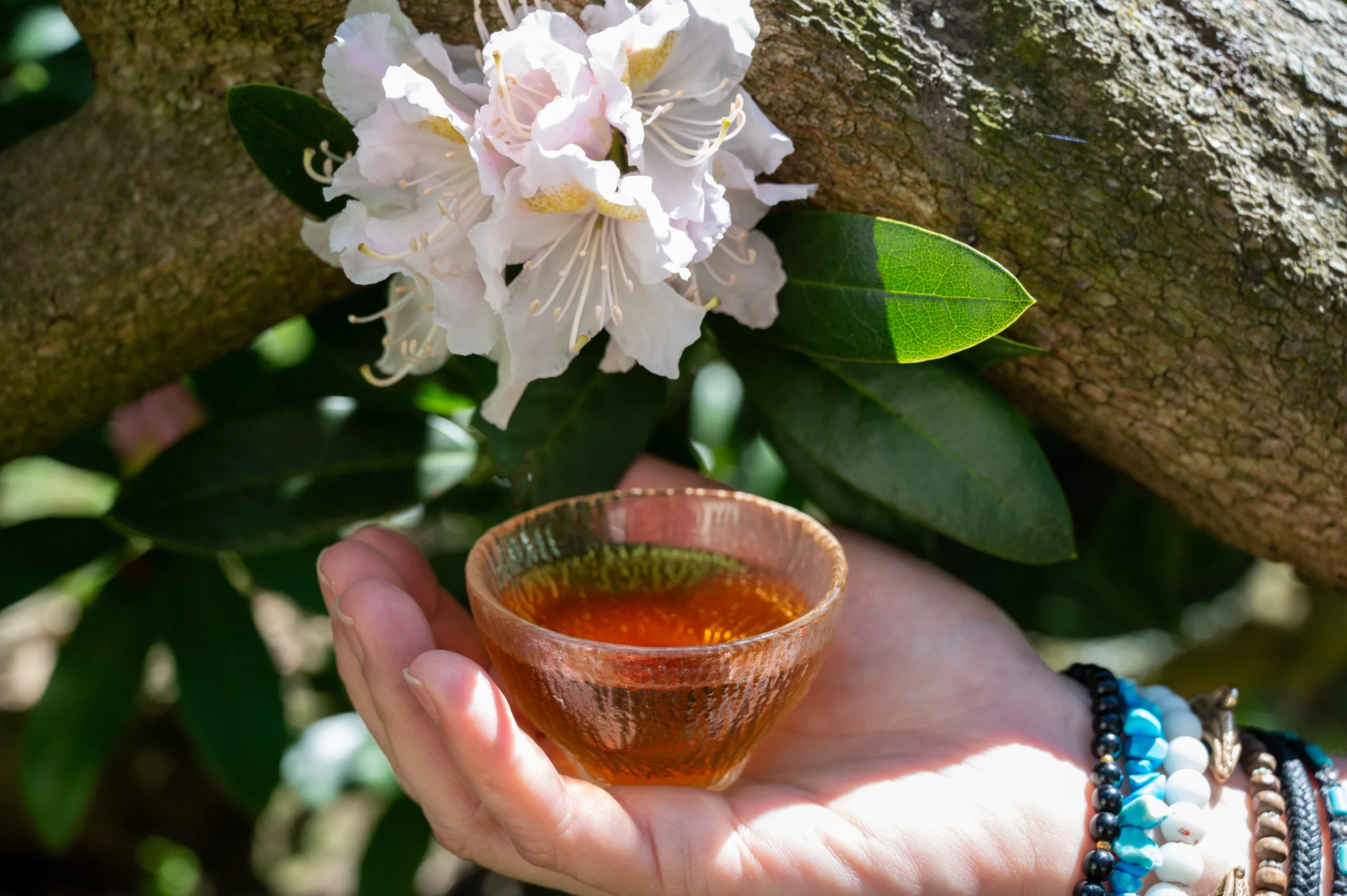 Koushun Uroncha Ichibancha - Oolong první sklizně z Kyushu - Obrázek 8