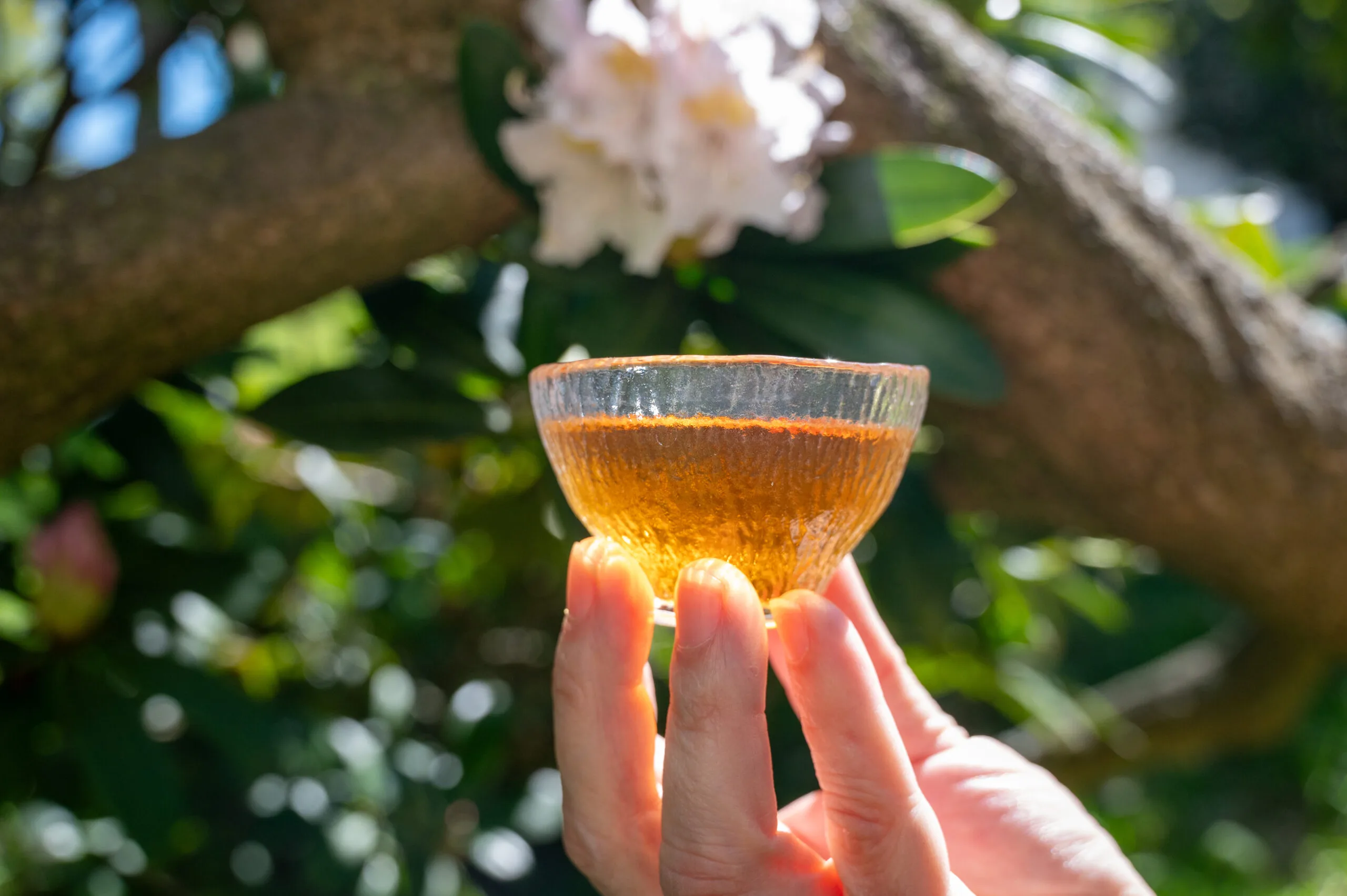 Koushun Uroncha Ichibancha - Oolong první sklizně z Kyushu - Obrázek 7