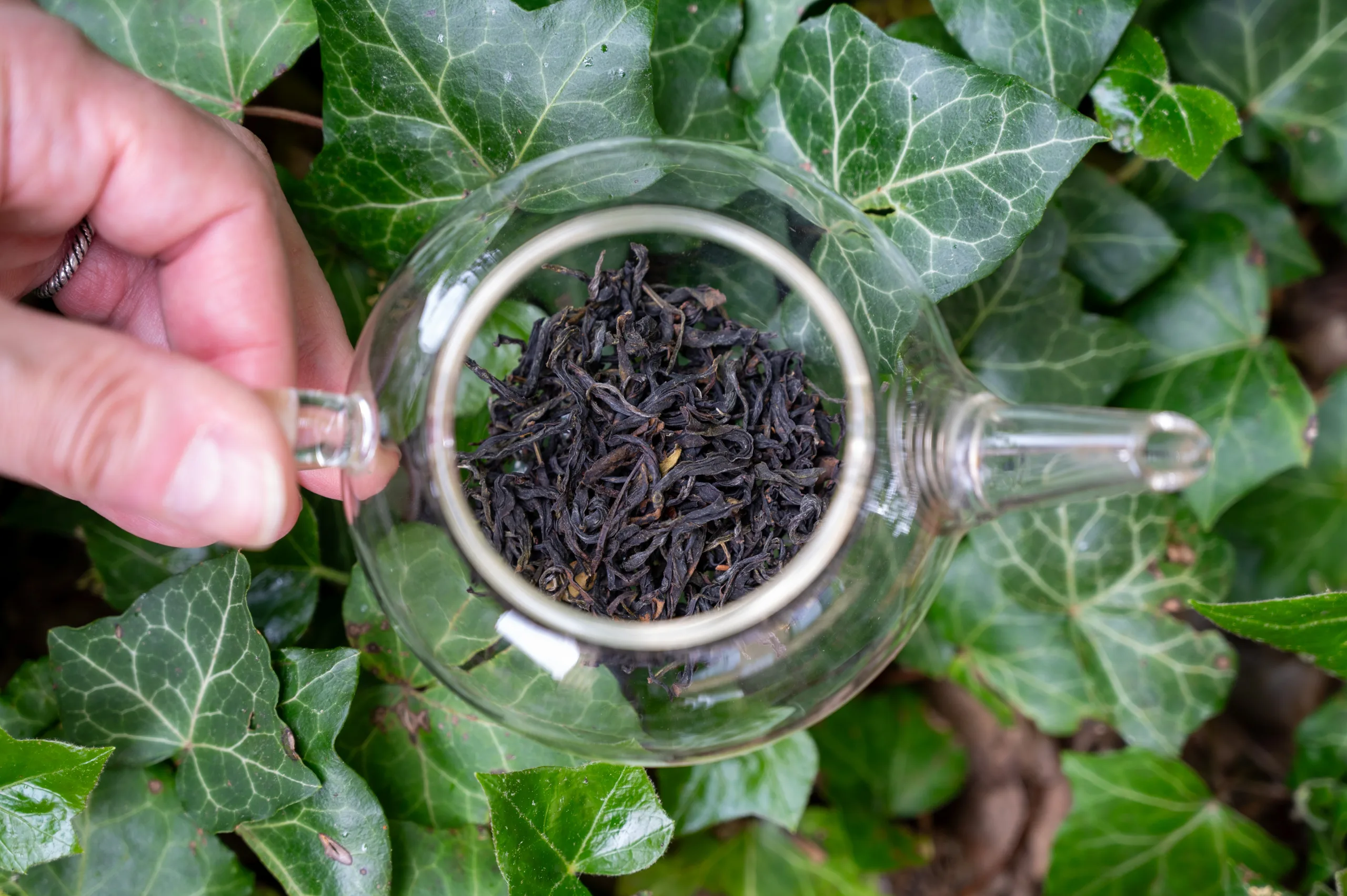 Uroncha Sayamakaori - Oolong z první sklizně z Kyushu