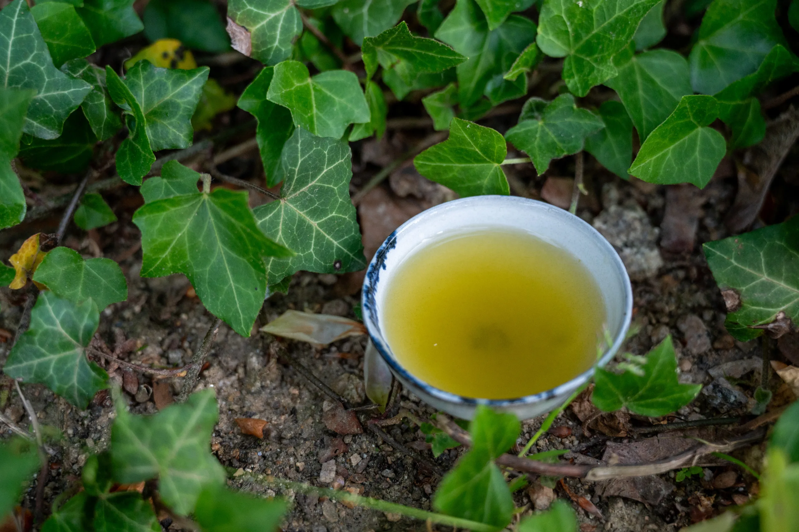 Sencha Fukamushi - Poklad ze Shizuoky - Obrázek 3