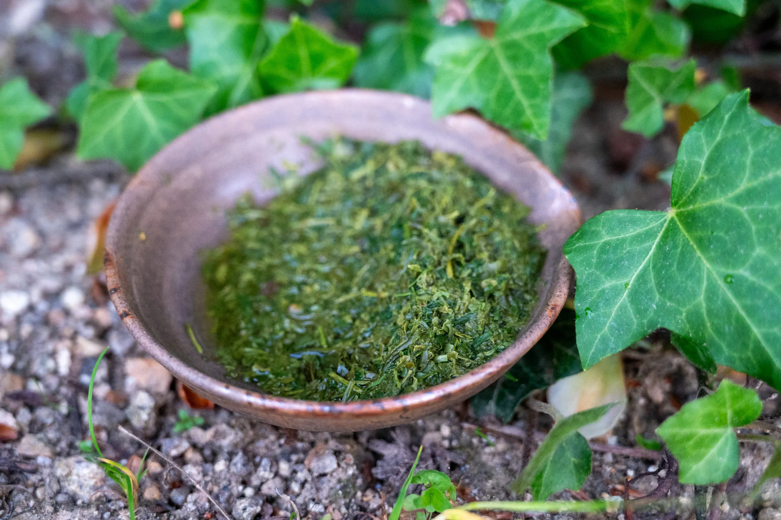 Sencha Fukamushi - Poklad ze Shizuoky - Obrázek 2