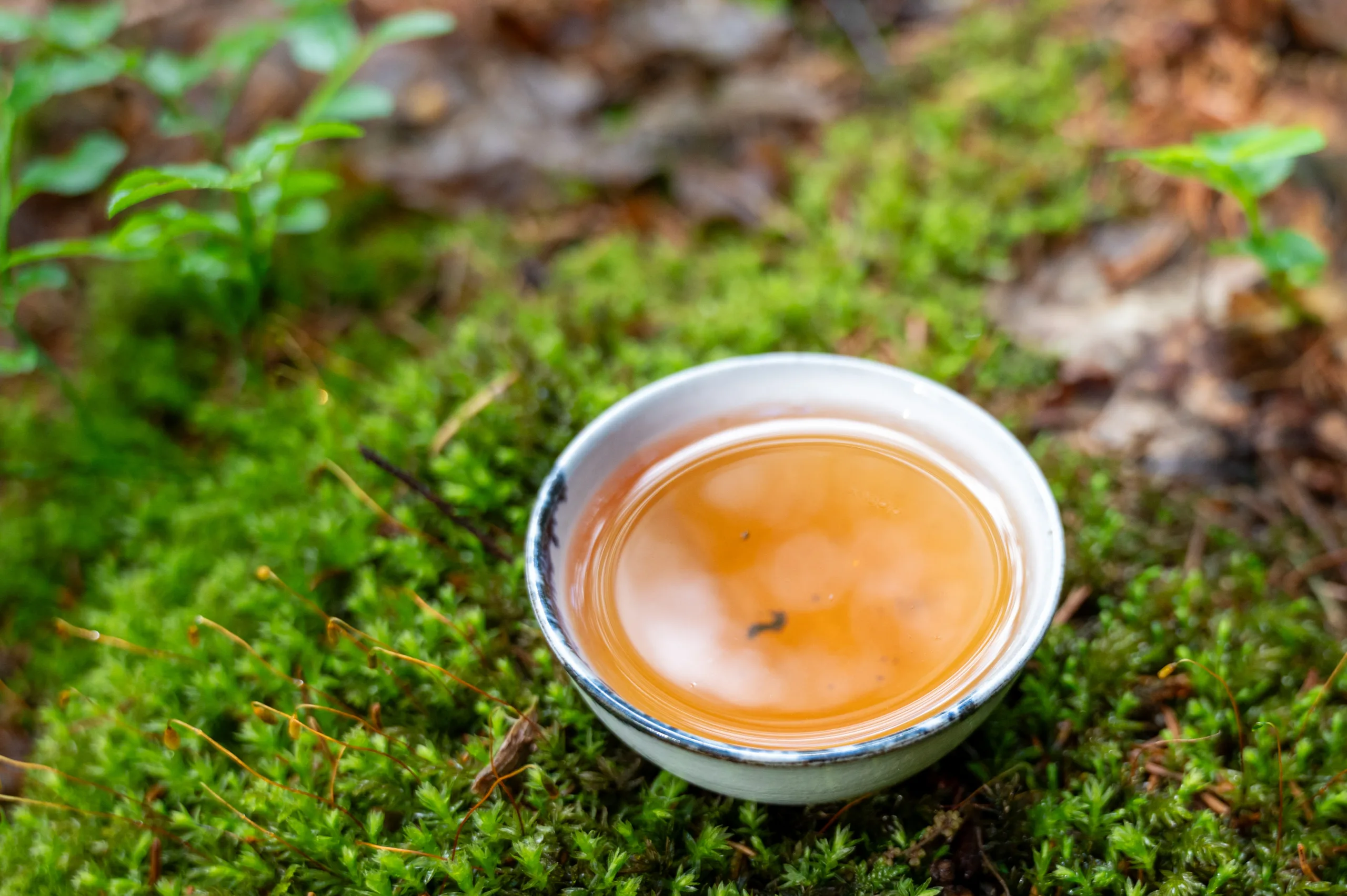 Houjicha Yabukita - jemný pražený čaj ze Shizuoky - Obrázek 5
