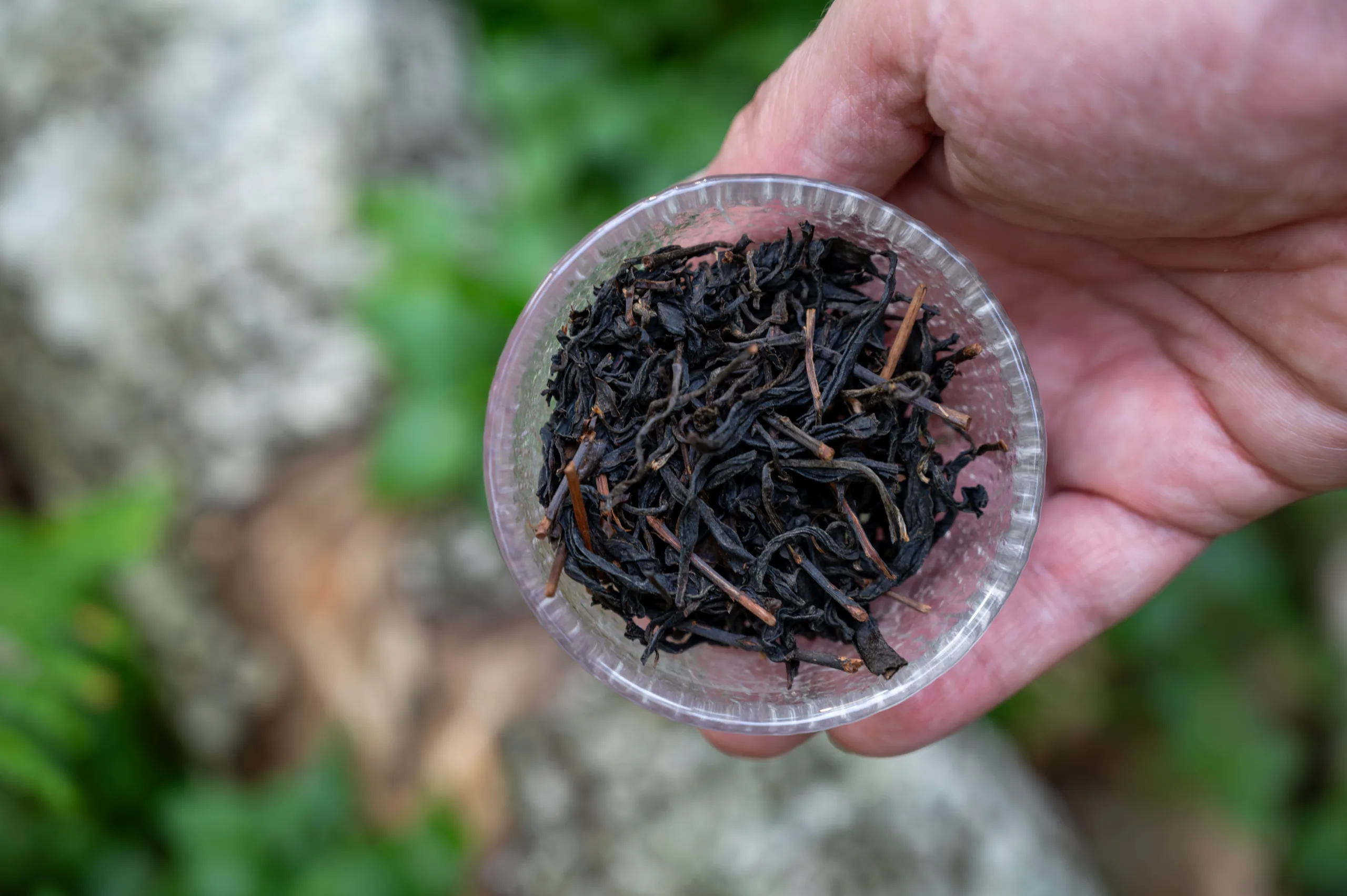 Shui Xian Hong Cha - vznešenost tchajwanských velehor - Obrázek 3